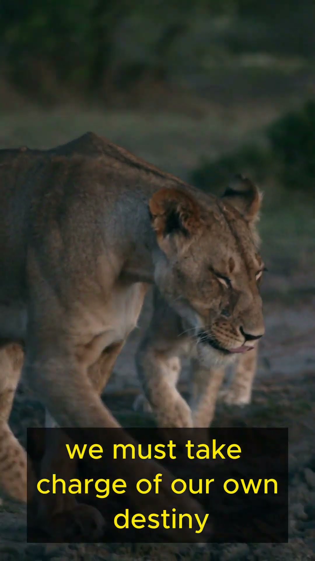 Life Lessons from Lions Part 2 #shorts #lifelessons #wisdom #personalgrowth #lions #leadership